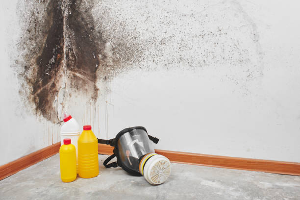 Best Mold Damage Repair  in Seward, AK