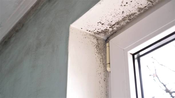 Best Emergency Mold Removal  in Seward, AK