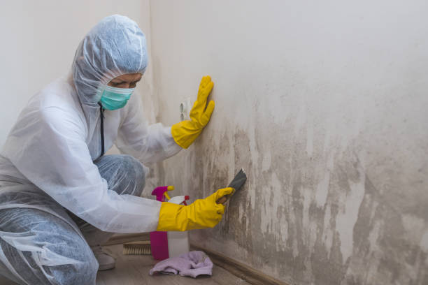 Best Black Mold Removal  in Seward, AK