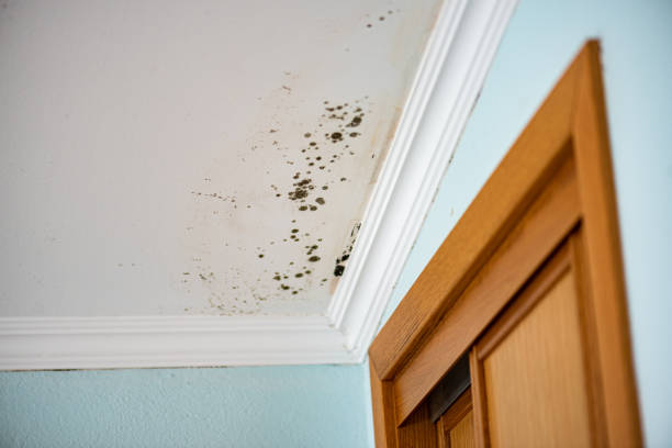 Best Mold Remediation  in Seward, AK