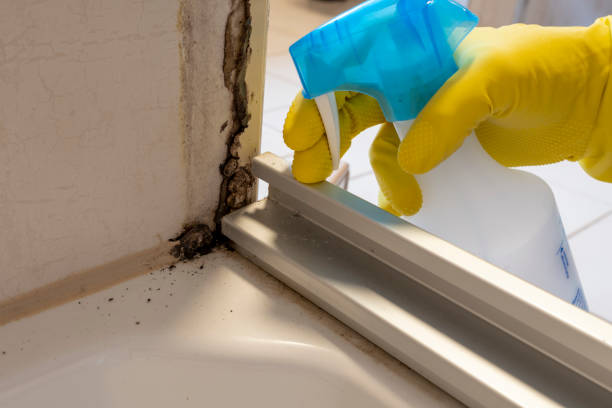 Best Mold Remediation  in Seward, AK
