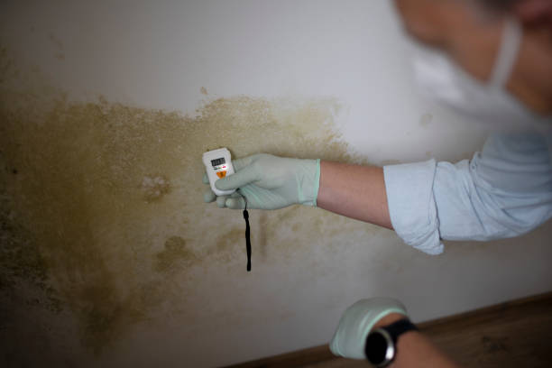 Best Attic Mold Removal  in Seward, AK
