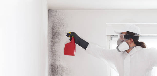 Best Local Mold Removal Service  in Seward, AK