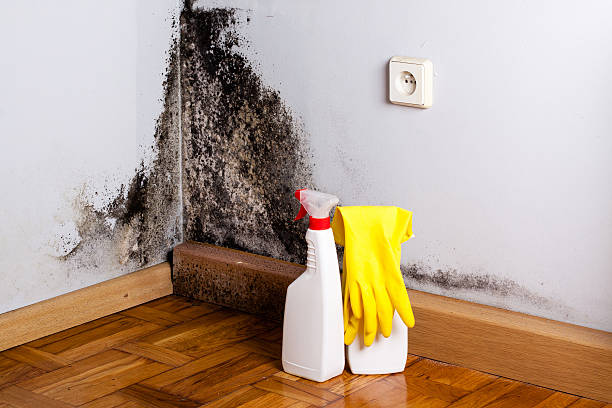 Best Mold Testing  in Seward, AK